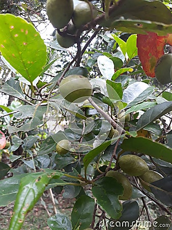 Veralu Fruit Tree,à·€à·™à¶»à¶½à·” à¶œà·™à¶©à·’ , Mediam size Stock Photo